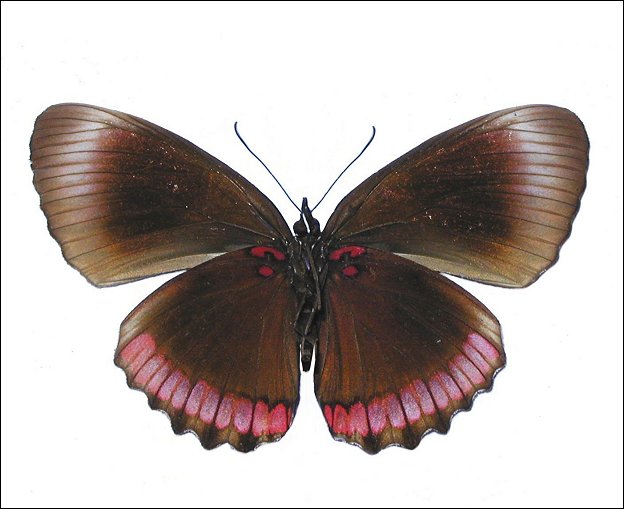 Biblis hyperia 4