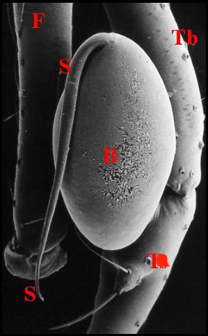 Bulbe Ochyrocera thib.