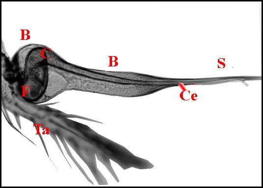 Bulbe Scytodes 1