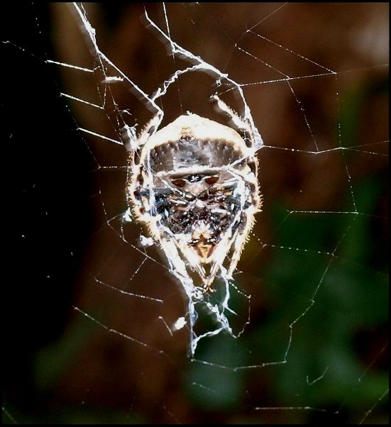 Caerostris 1