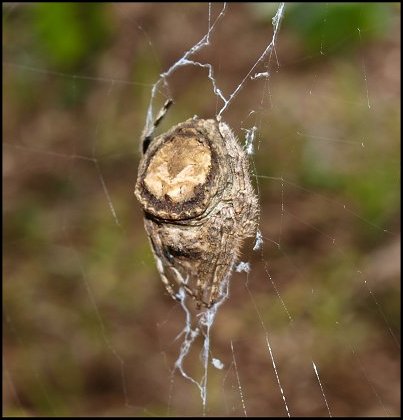Caerostris 2