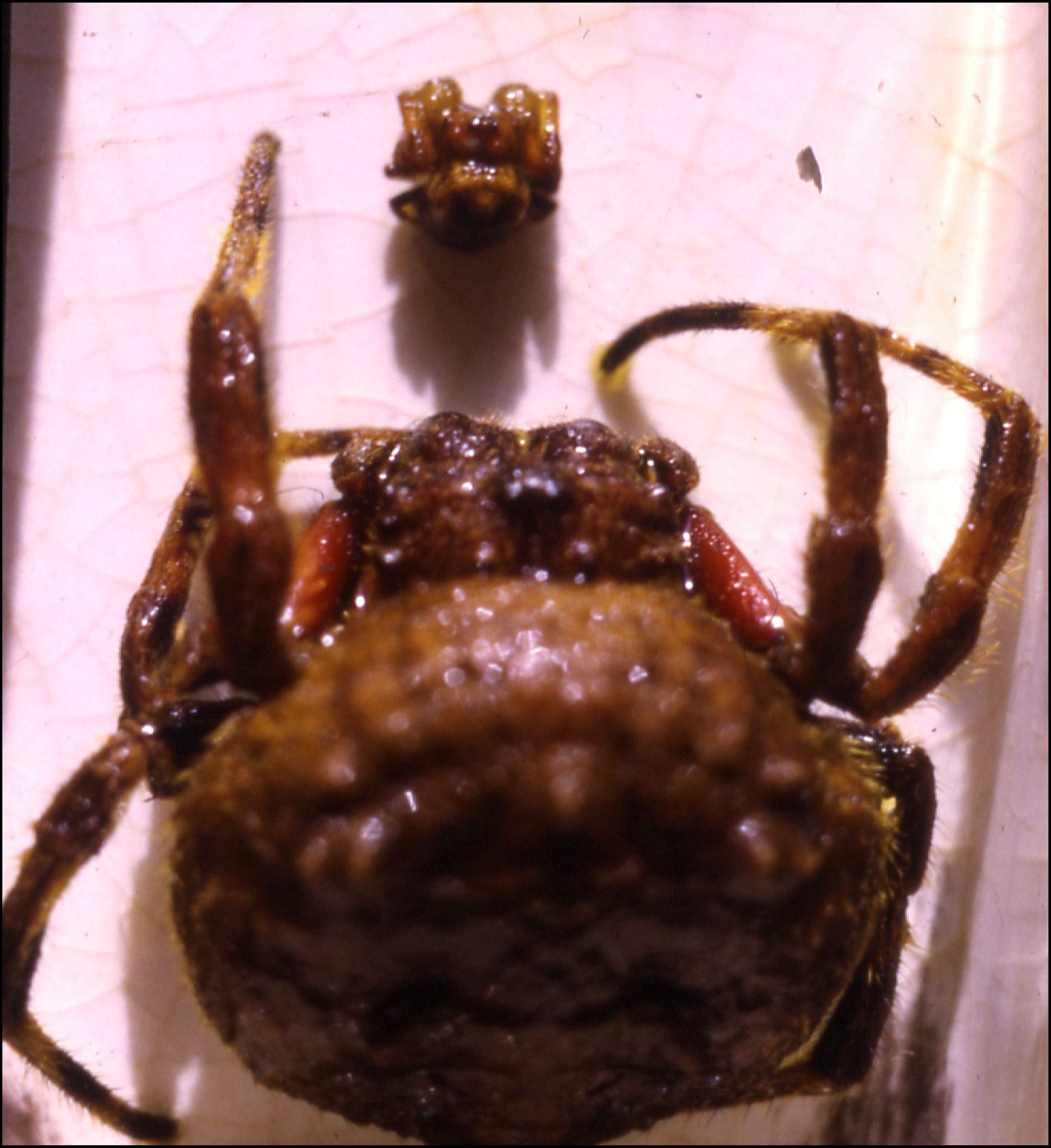 Caerostris 3