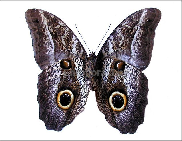 Caligo idomeneus 2