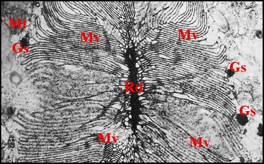 Canalicule, microvilli