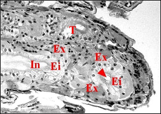 Canaux botryoides 1