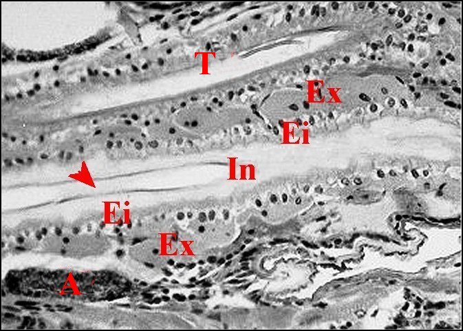 Canaux botryoides 2