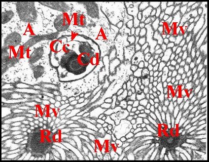 Canaux, cells. 2