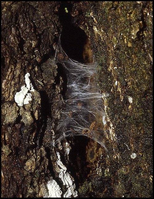 Caribena versicolor 1