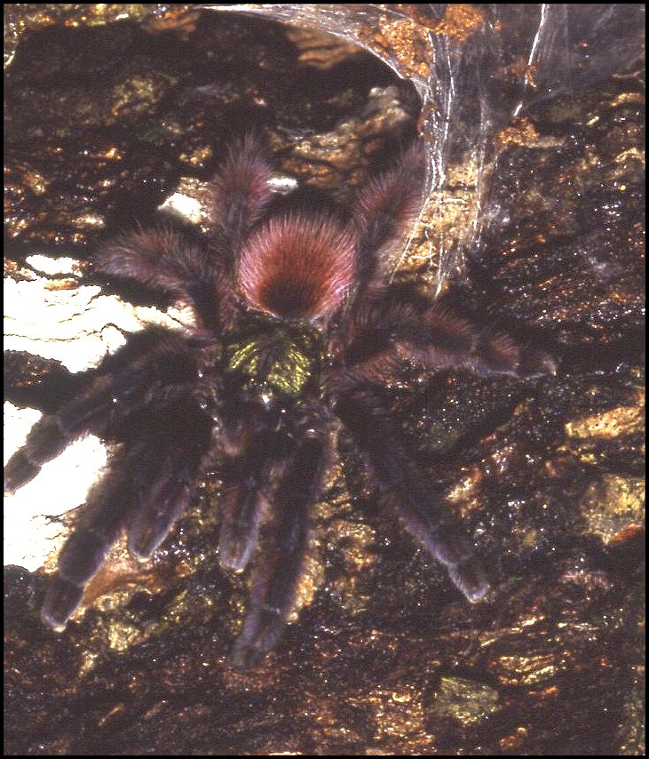 Caribena versicolor 2