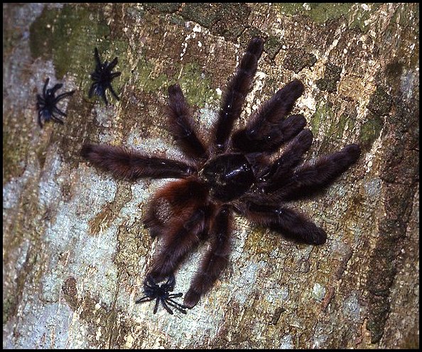 Caribena versicolor 3
