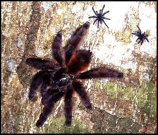 Caribena versicolor 4