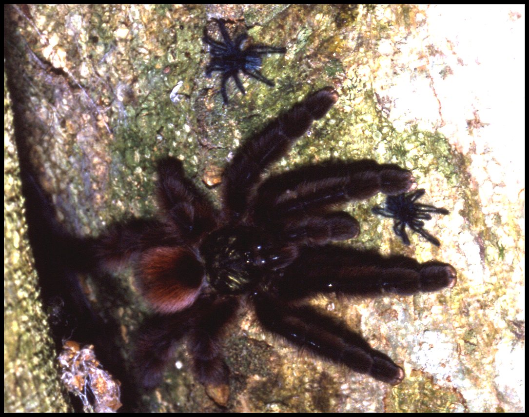 Caribena versicolor  5
