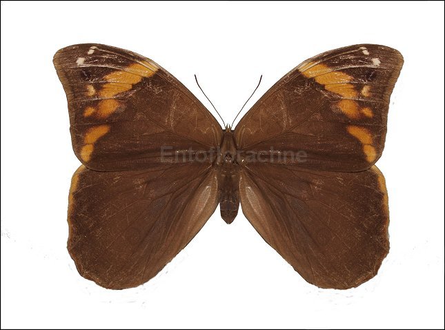 Catoblepia xanthus 1