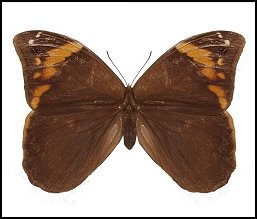 Catoblepia Xanthus