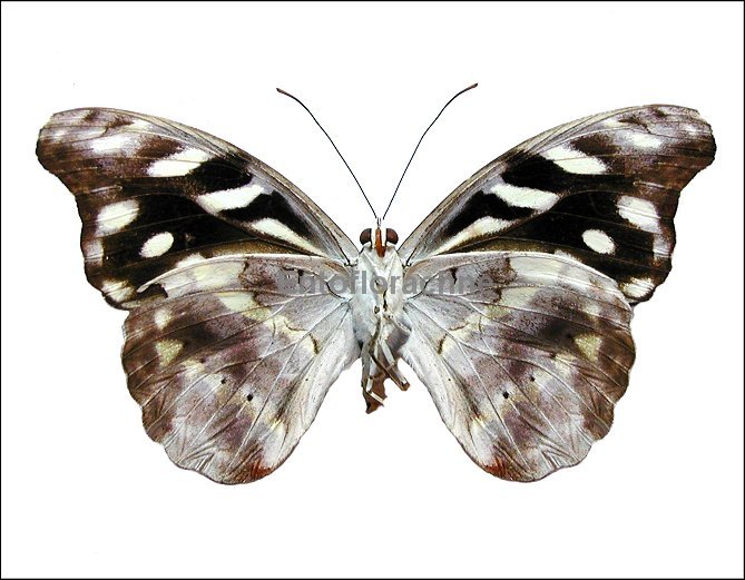 Catonephele acontius 2