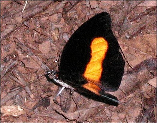 Catonephele acontius 3