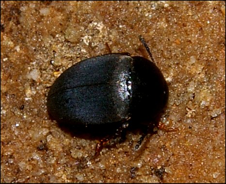 Catops nigriceps 1