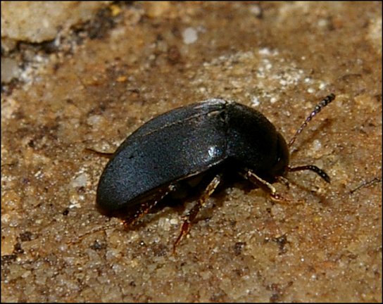 Catops nigriceps 2
