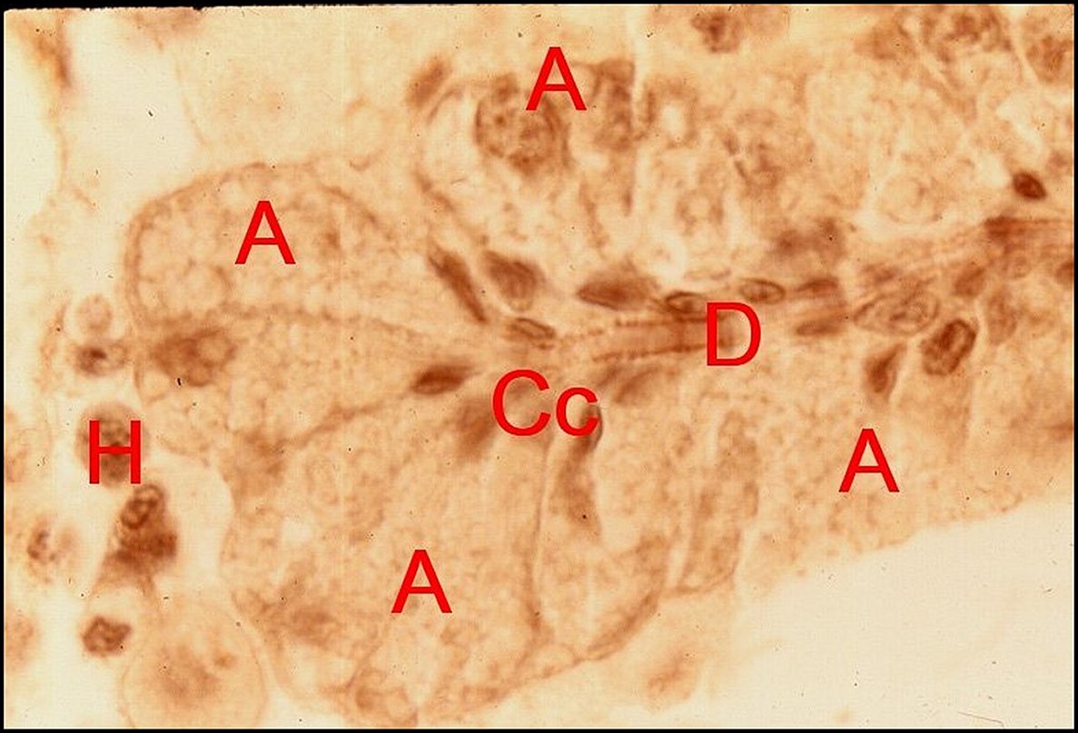 Caudatus, détails 2