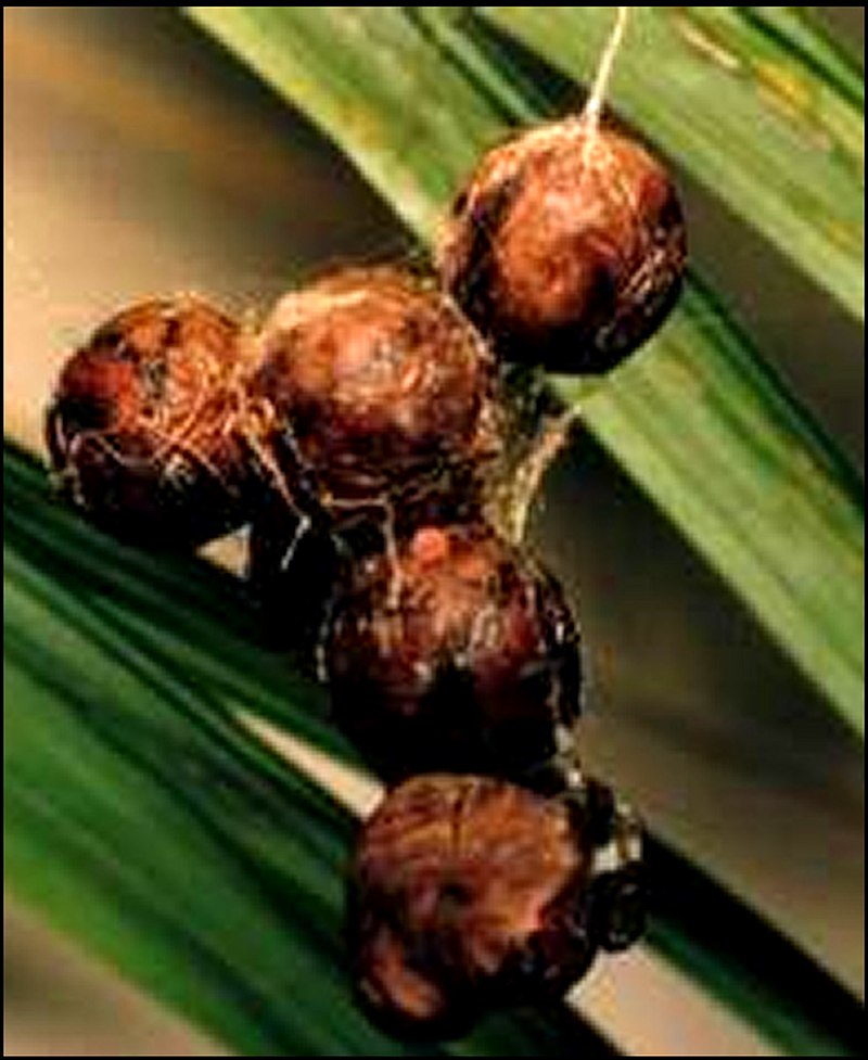 Celaenia cocons