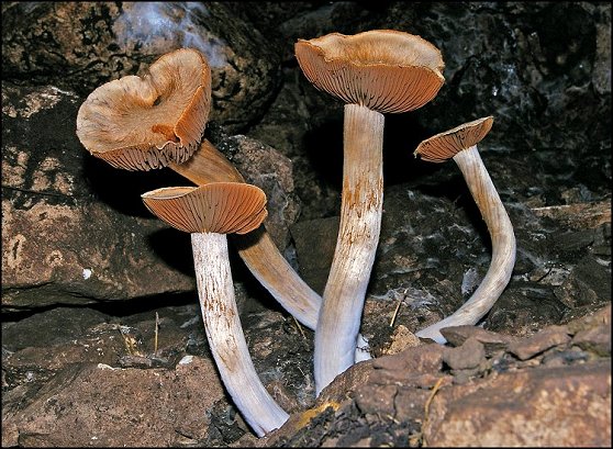 Champignon Bracelets