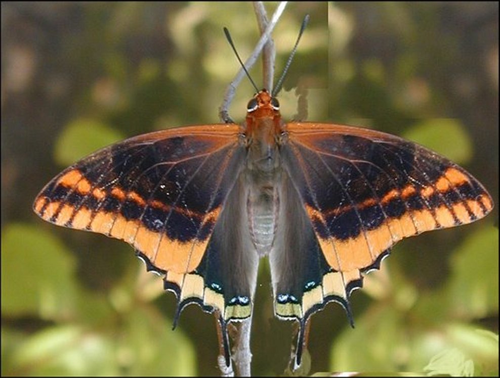 Charaxes jasius 6