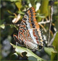 Charaxes