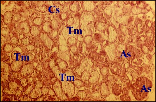 Choristome, 2 types 1