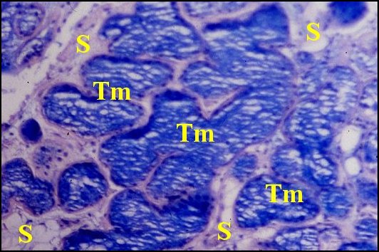 Choristome, bleu alcian 2