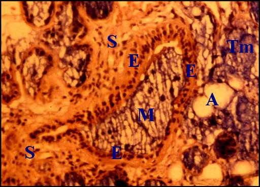 Choristome, canal