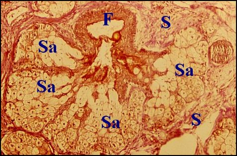 Choristome, sébacées 2