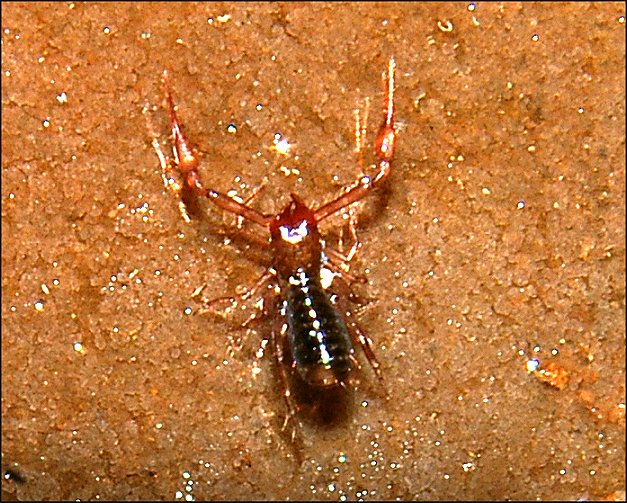 Chthonius ischnocheles 1