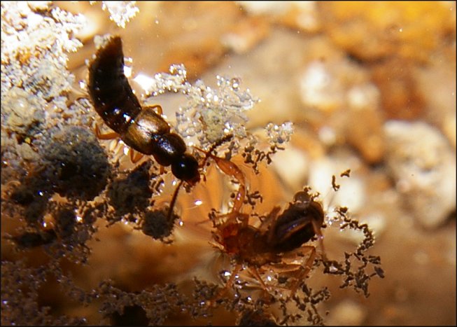 Chthonius  ischnocheles 2
