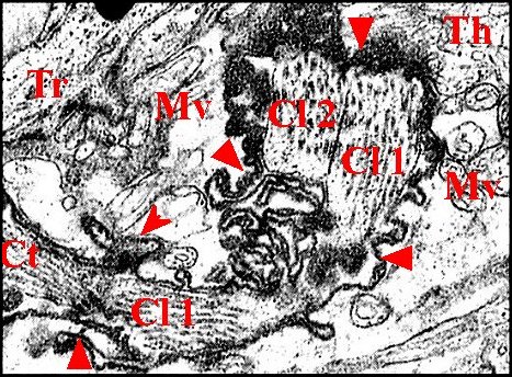 Cils 1