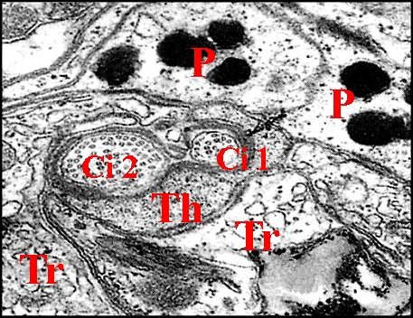 Cils 2