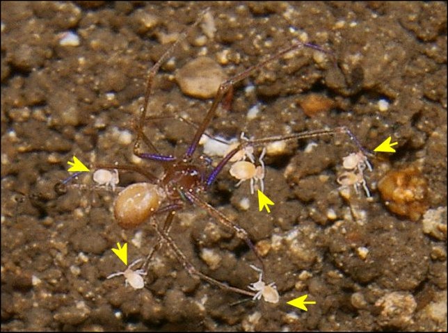 Collemboles 1
