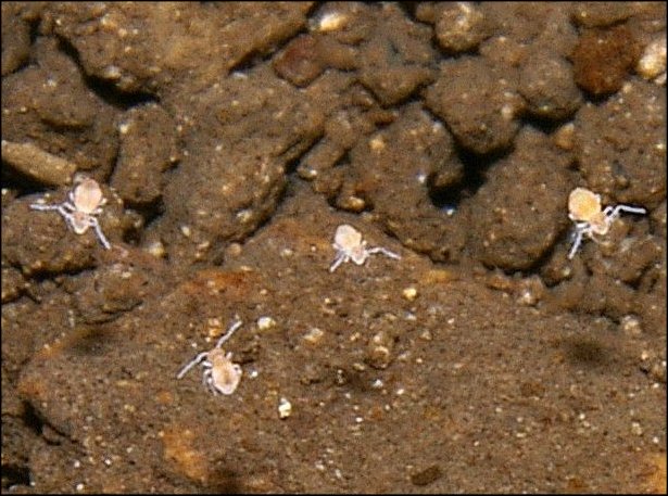 Collemboles 2