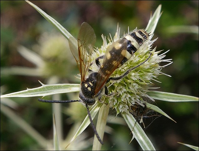 Colpa sexmaculata 1