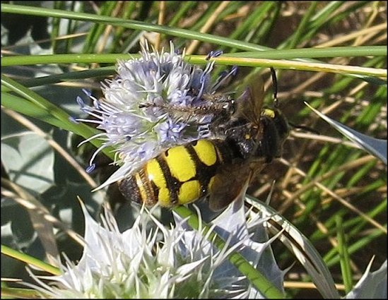 Colpa sexmaculata 4