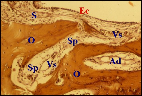 Contin.espaces