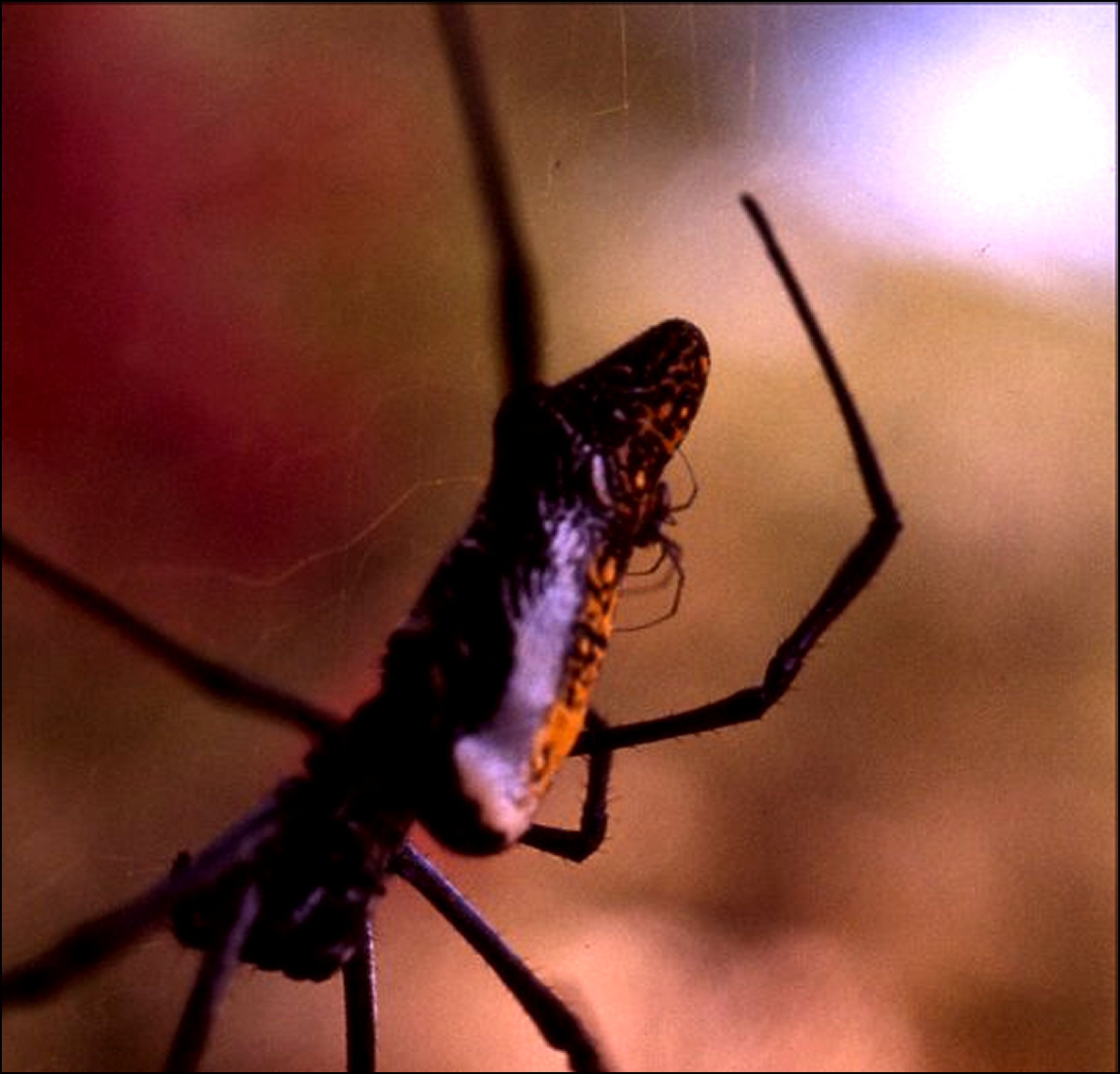 Couple Nephila Kenya