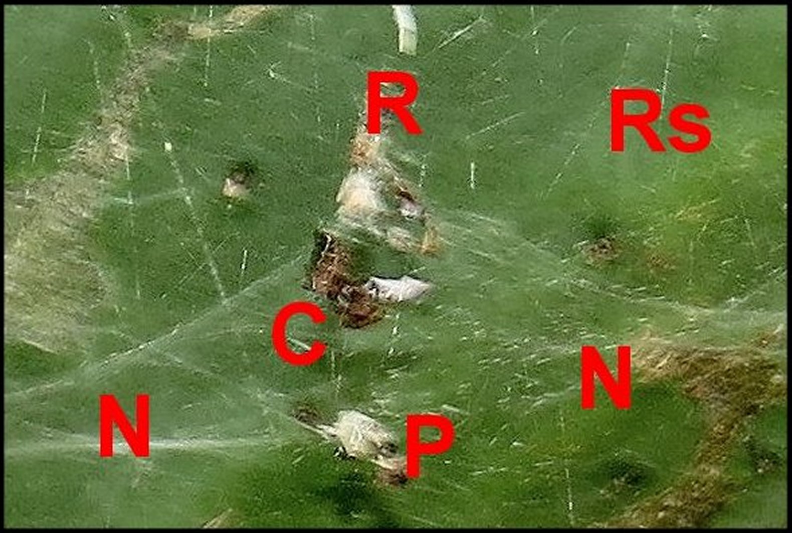 Cyrtophora EnsÃ©rune 2 B