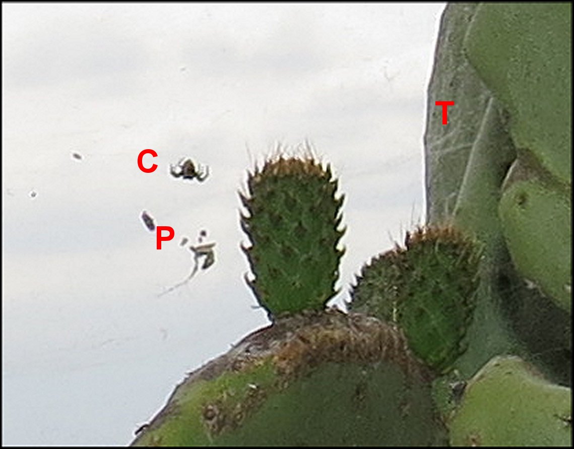 Cyrtophora EnsÃ©rune 2 C