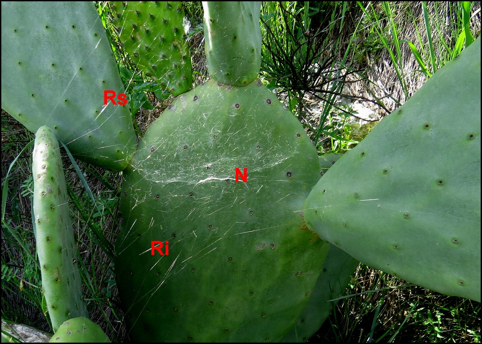 Cyrtophora EnsÃ©rune 2024 1
