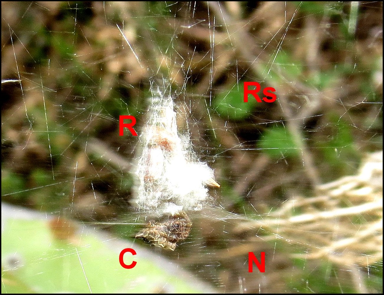 Cyrtophora EnsÃ©rune 2024 exc.