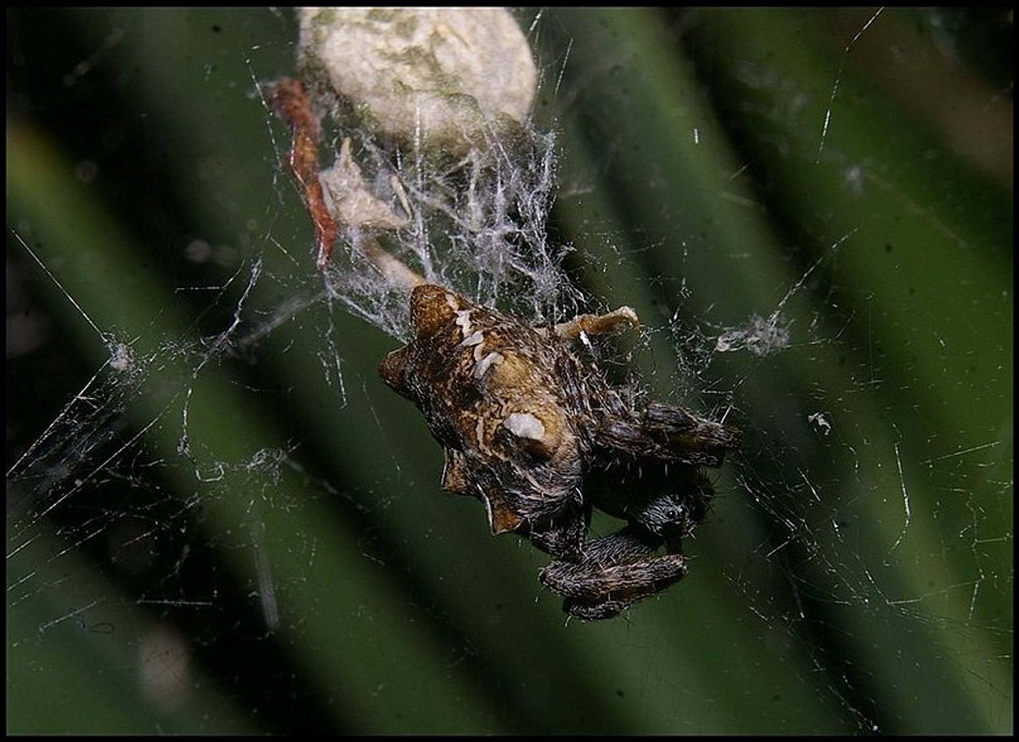 Cyrtophora Marcou 2018