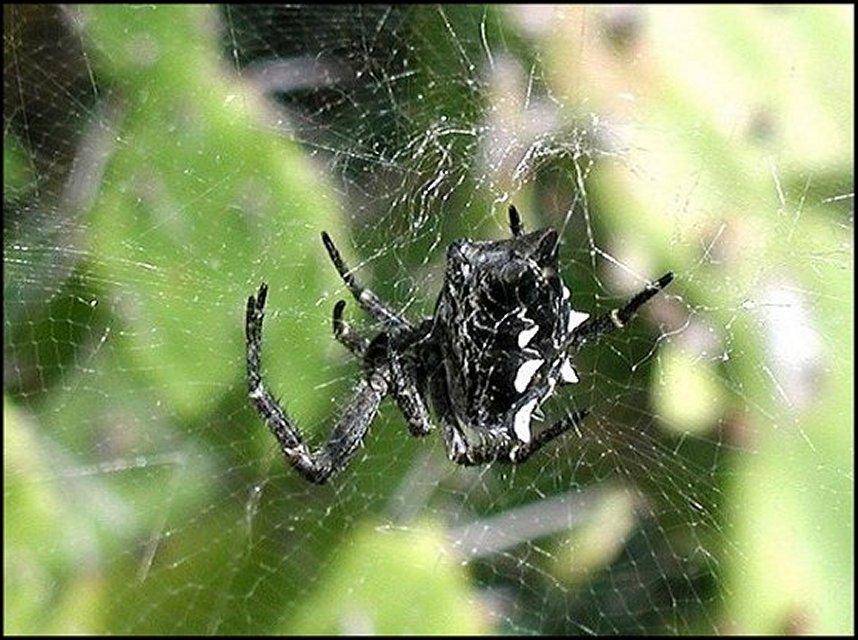 Cyrtophora Tenerife