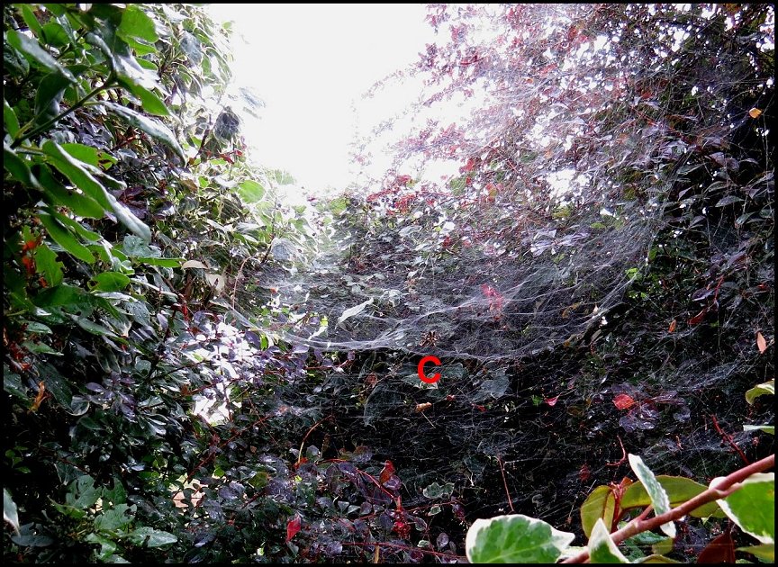 Cyrtophora annexe toile mère et femelle 1