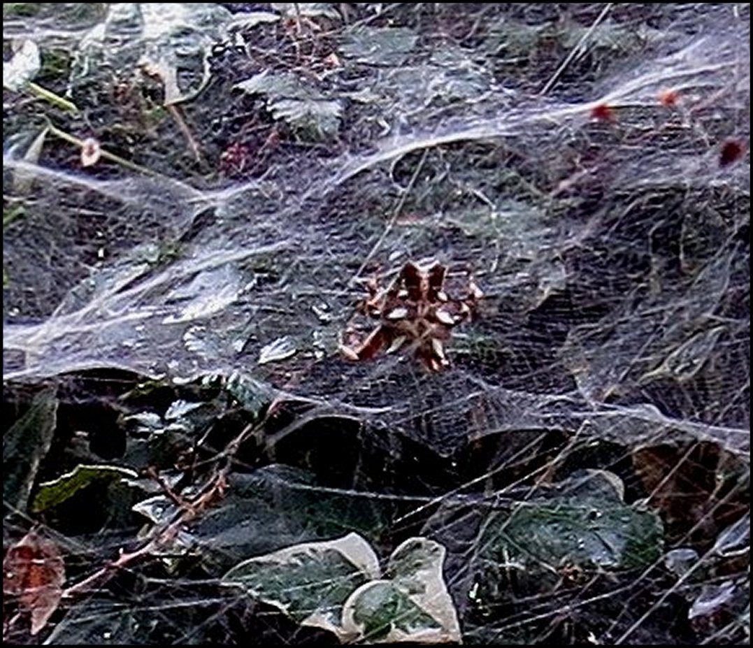 Cyrtophora annexe toile mère 2