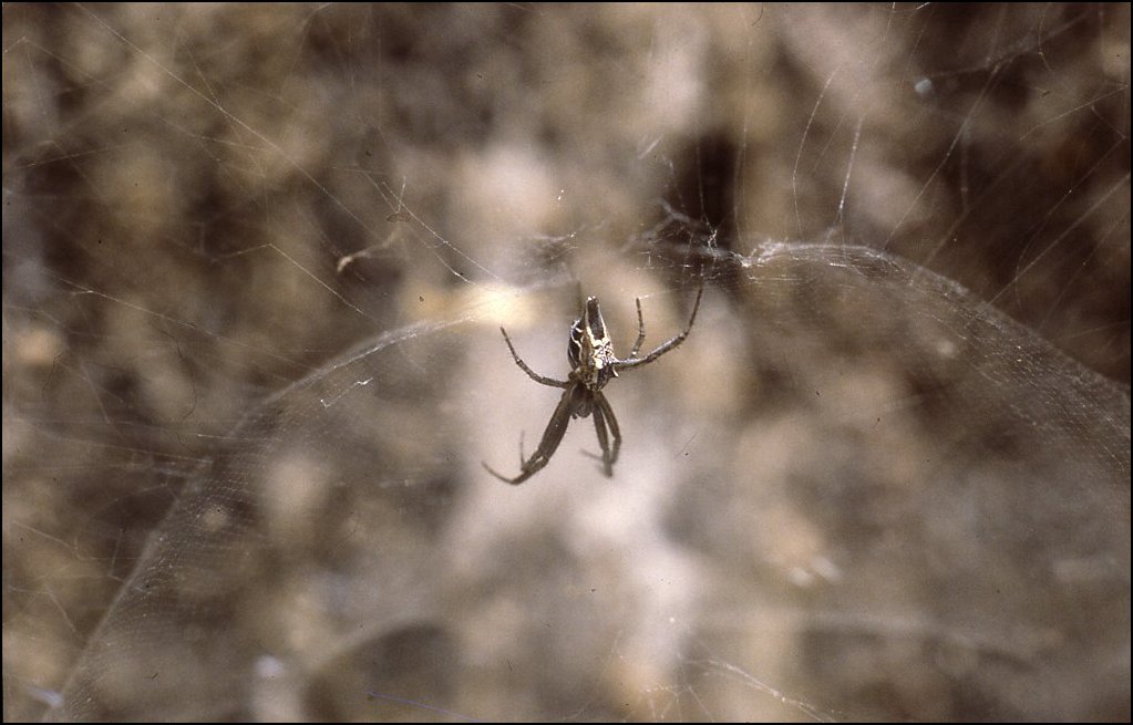 Cyrtophora cicatrosa 1